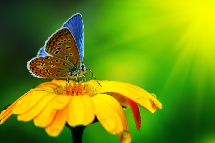 Blue Butterfly On Yellow Flower wallpaper