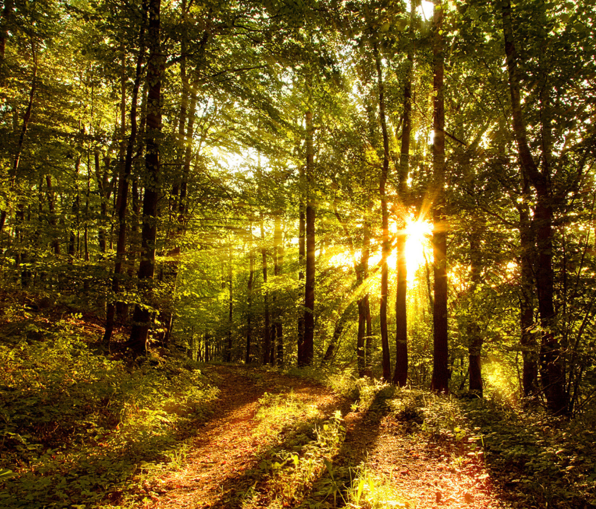 Das Sunny Morning In The Forest Wallpaper 1200x1024