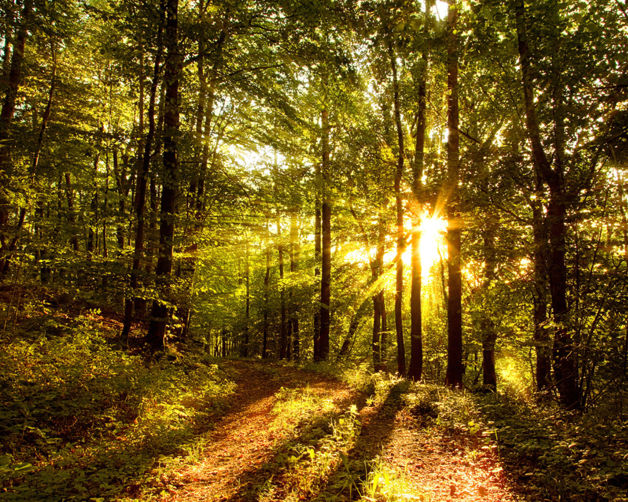 Das Sunny Morning In The Forest Wallpaper 1280x1024