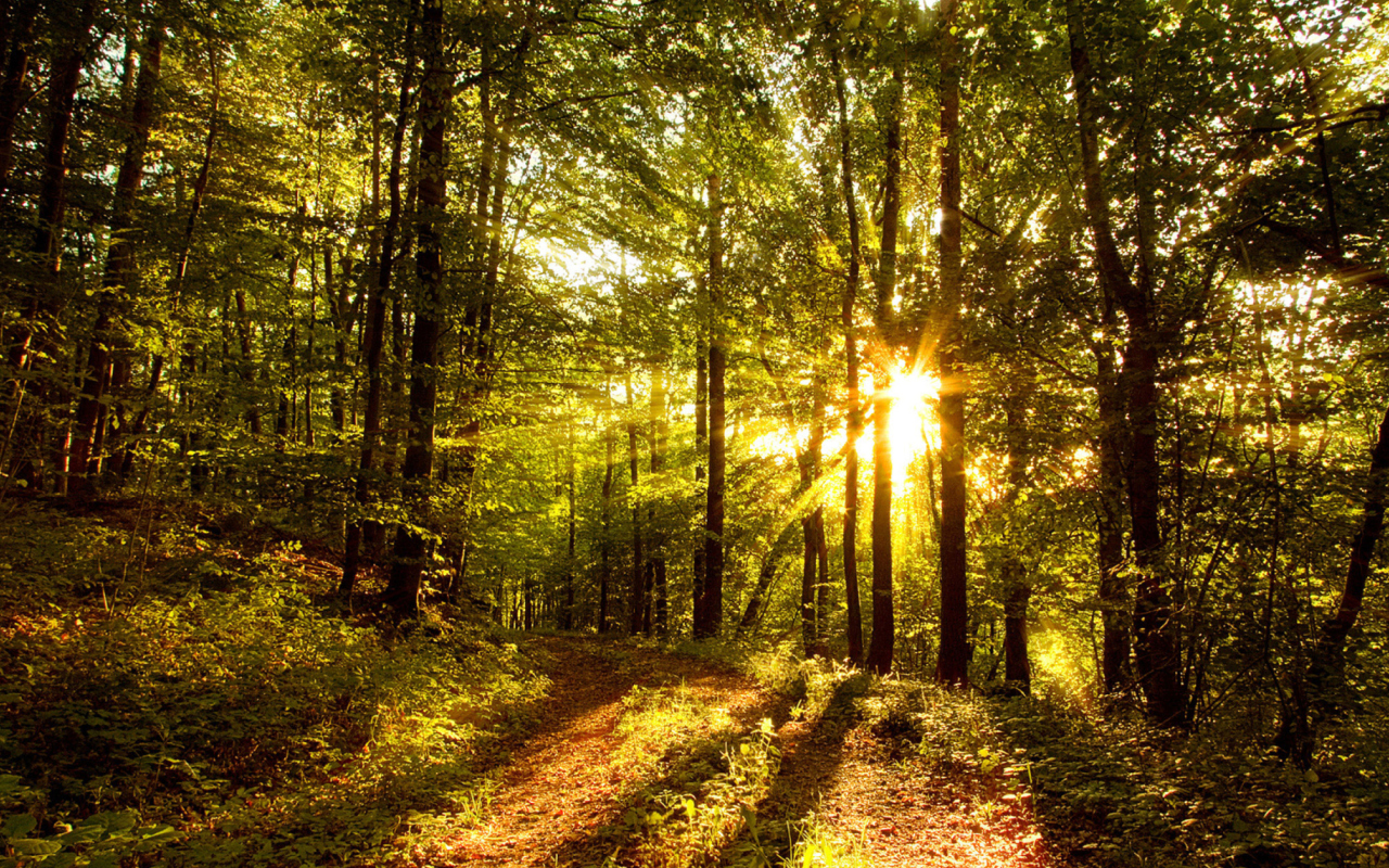 Обои Sunny Morning In The Forest 1280x800