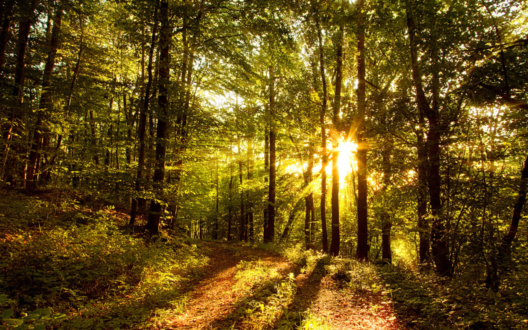 Das Sunny Morning In The Forest Wallpaper 1680x1050