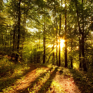Sunny Morning In The Forest - Obrázkek zdarma pro iPad mini