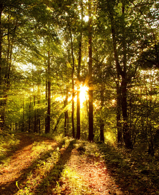 Sunny Morning In The Forest - Obrázkek zdarma pro 768x1280