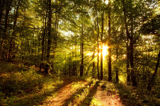 Sunny Morning In The Forest - Obrázkek zdarma pro 1280x720