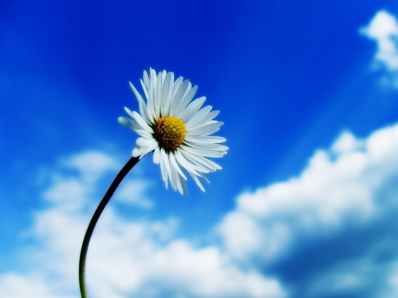 Screenshot №1 pro téma Beautiful Sky White Flower 1600x1200