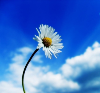 Beautiful Sky White Flower - Obrázkek zdarma pro iPad