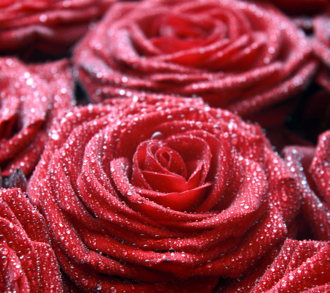 Fondo de pantalla Macro Roses Dew 1080x960