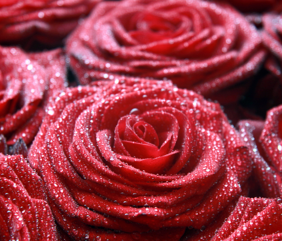 Macro Roses Dew wallpaper 1200x1024