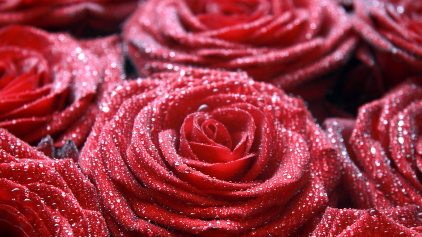 Das Macro Roses Dew Wallpaper 1366x768
