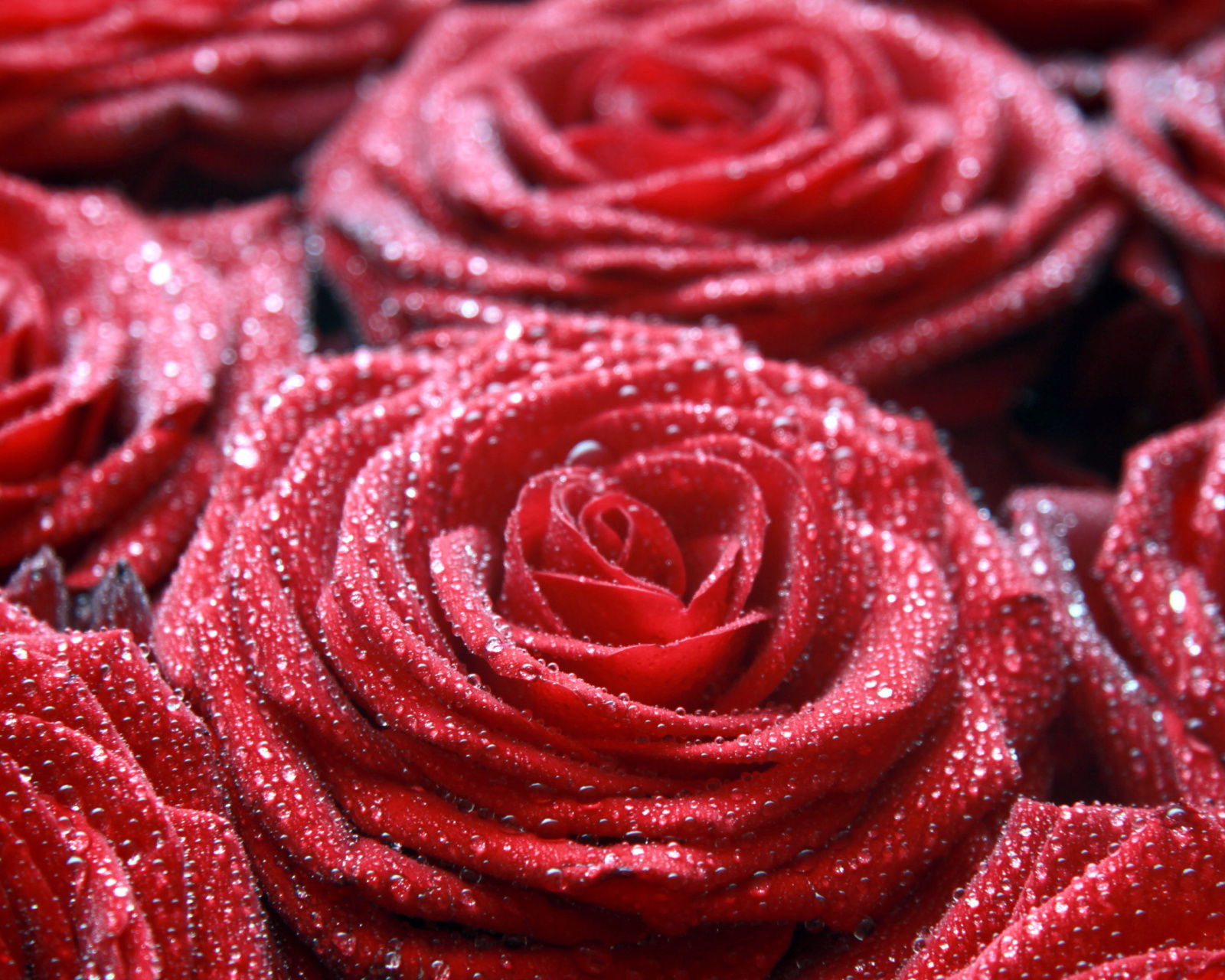 Обои Macro Roses Dew 1600x1280