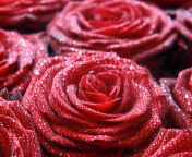 Fondo de pantalla Macro Roses Dew 176x144