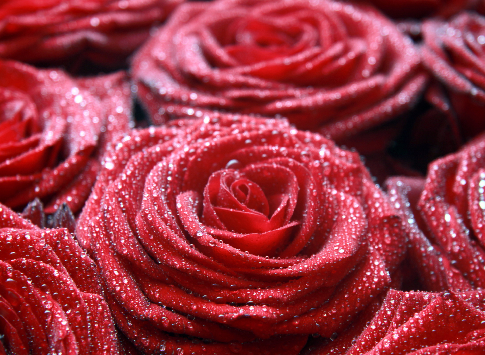 Sfondi Macro Roses Dew 1920x1408
