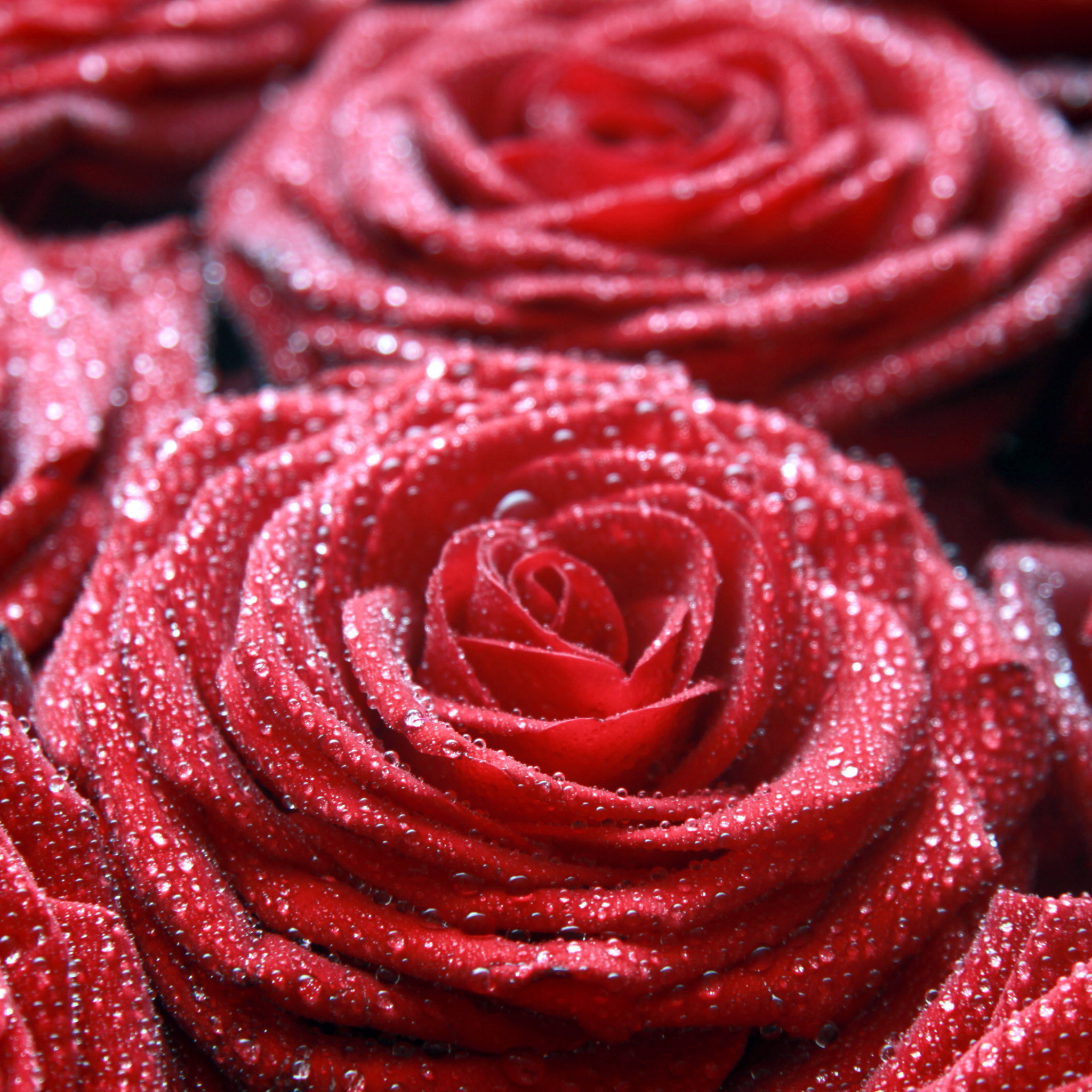 Das Macro Roses Dew Wallpaper 2048x2048