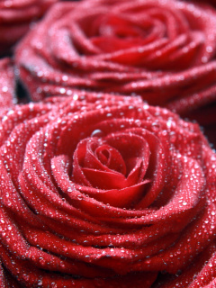 Das Macro Roses Dew Wallpaper 240x320