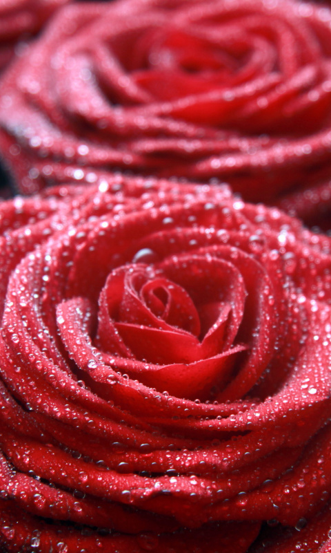 Das Macro Roses Dew Wallpaper 480x800