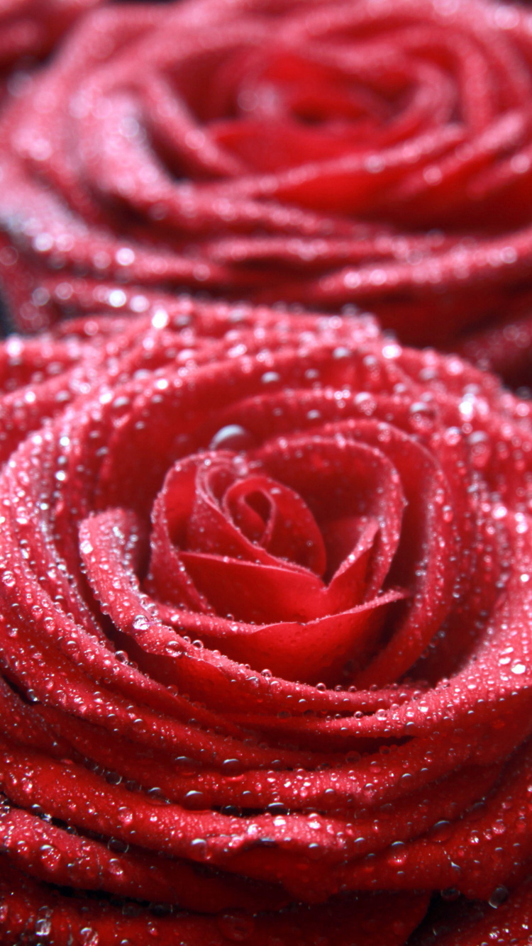 Обои Macro Roses Dew 750x1334