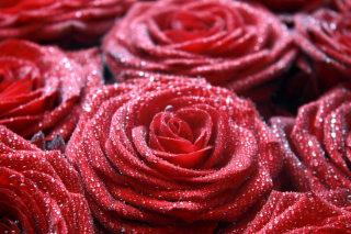 Kostenloses Macro Roses Dew Wallpaper für Android, iPhone und iPad