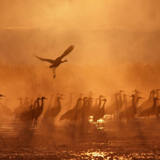 Birds On A Lake - Obrázkek zdarma pro 1024x1024