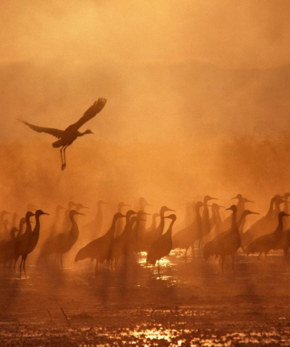 Birds On A Lake - Obrázkek zdarma pro 480x800