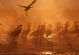 Birds On A Lake - Obrázkek zdarma 