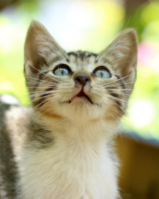 Kitten Staring At Smth - Obrázkek zdarma pro Nokia X2