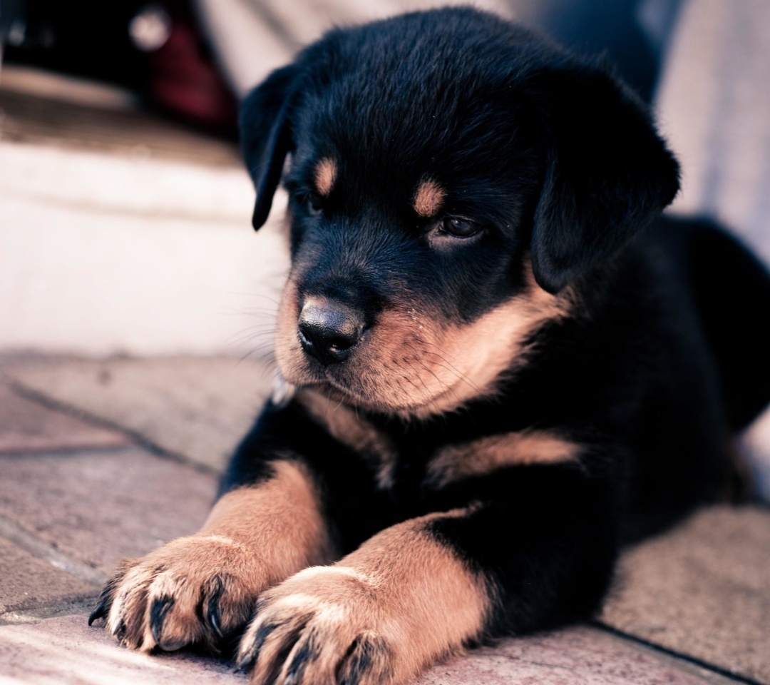 Sfondi Rottweiler Puppy 1080x960