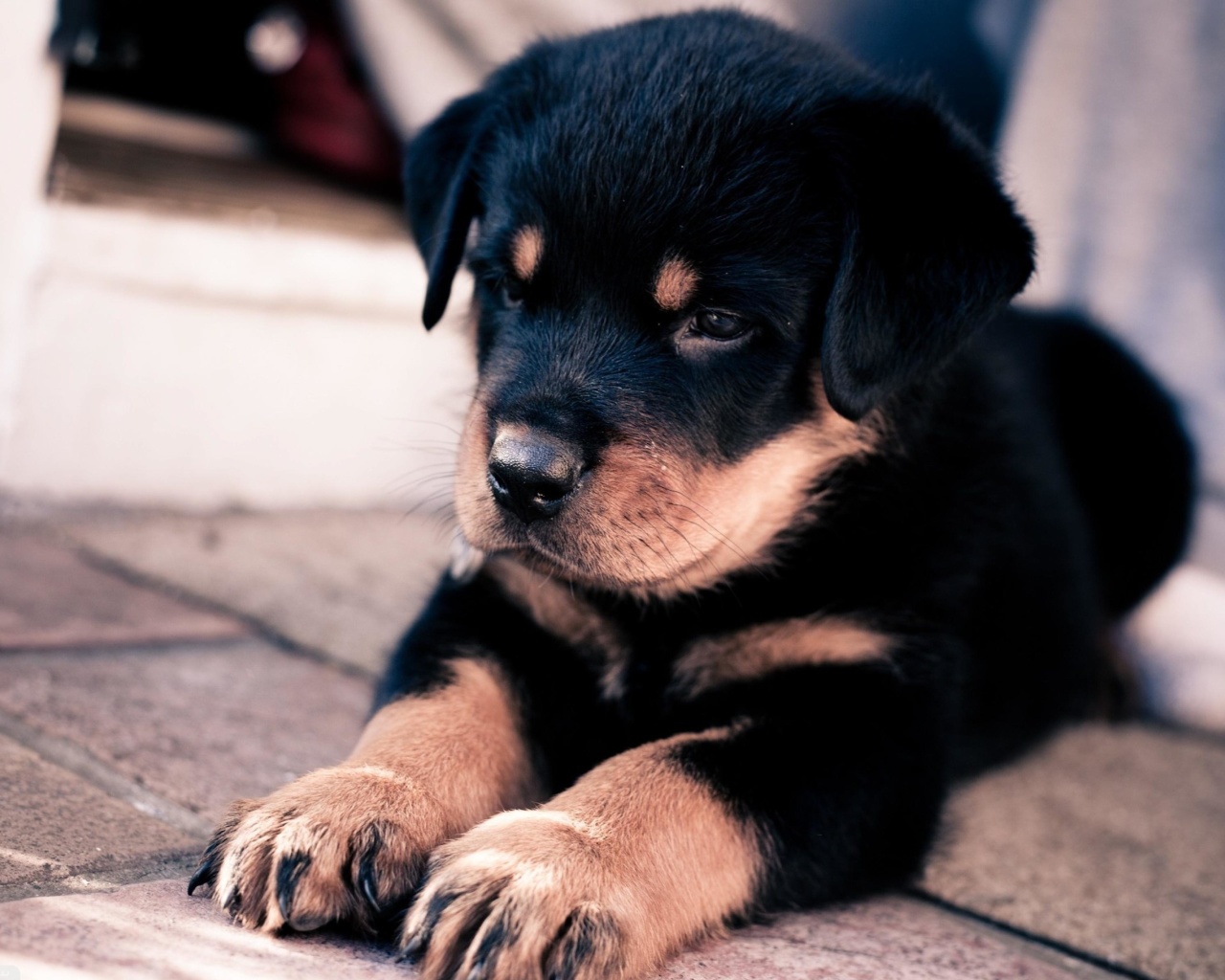 Обои Rottweiler Puppy 1280x1024