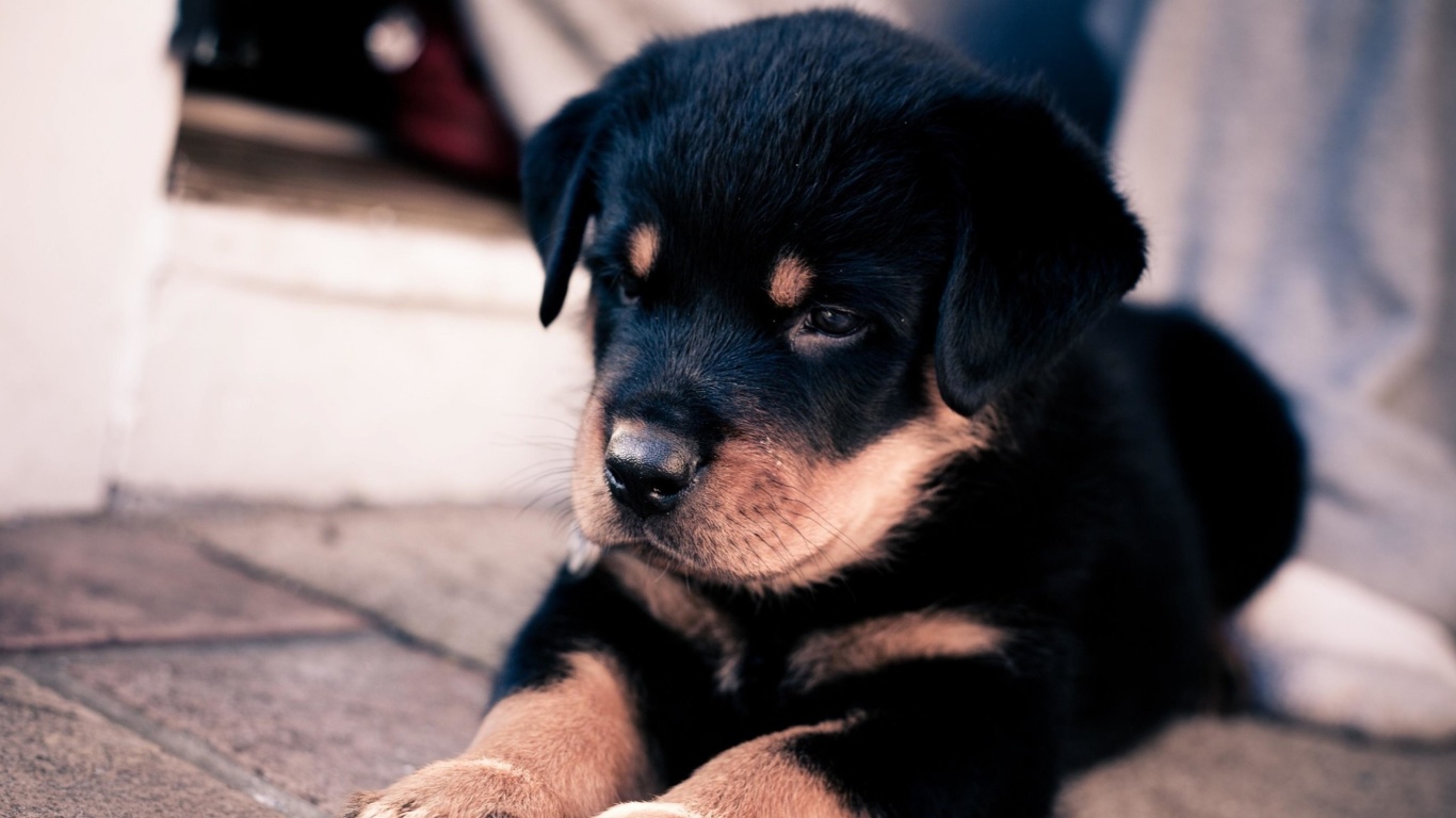 Fondo de pantalla Rottweiler Puppy 1366x768