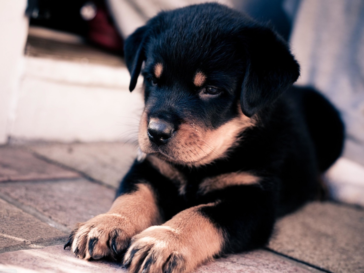 Fondo de pantalla Rottweiler Puppy 1400x1050