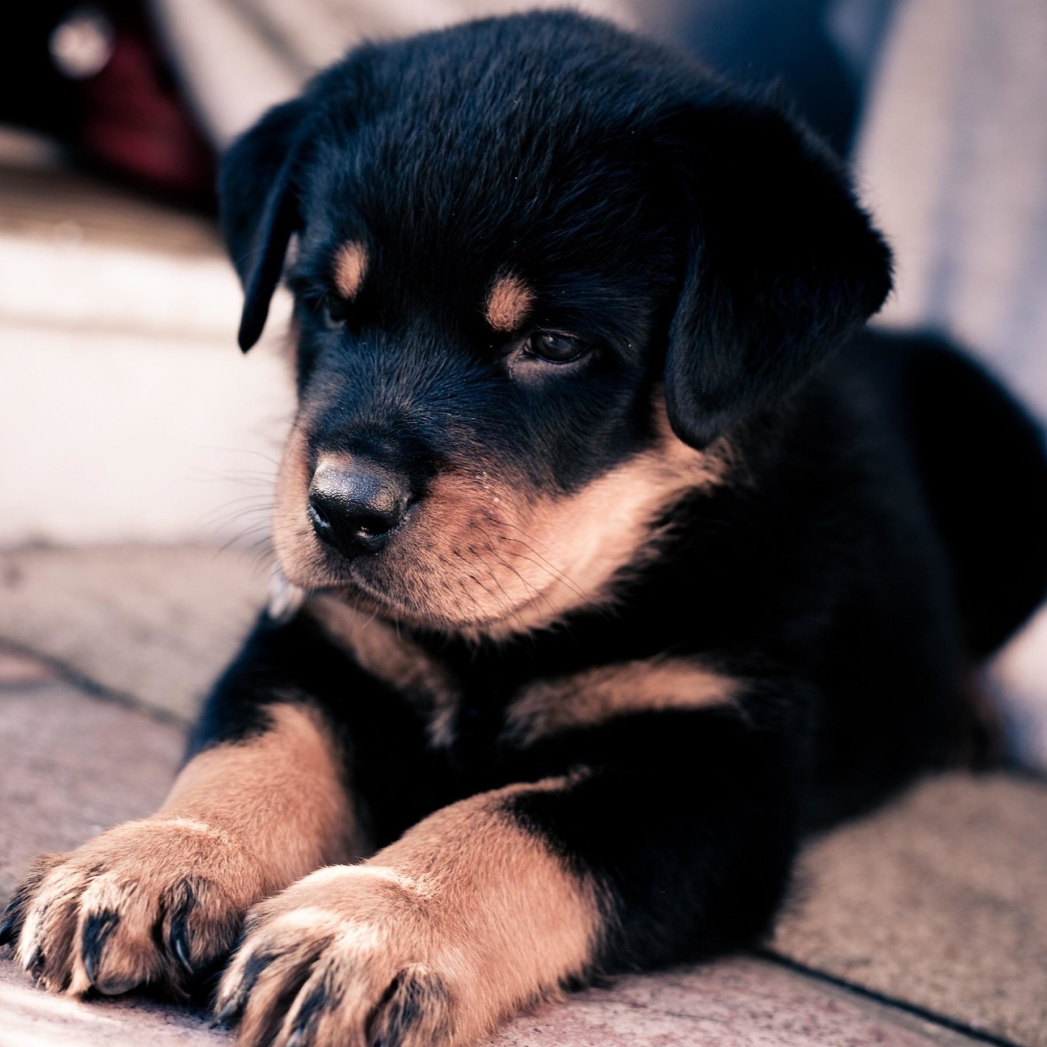 Fondo de pantalla Rottweiler Puppy 2048x2048