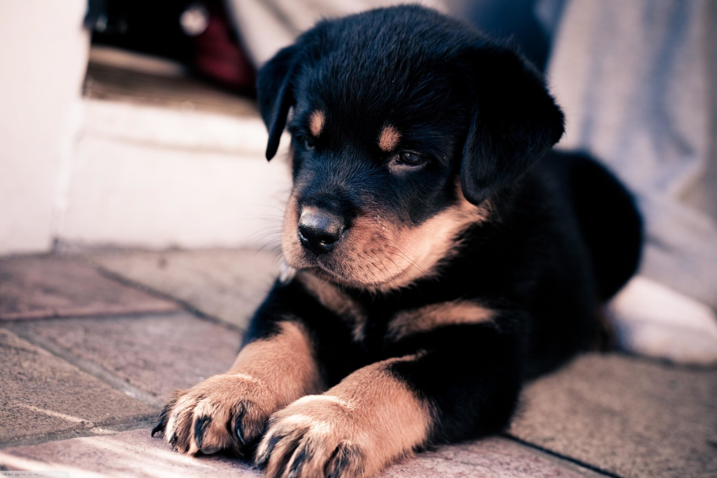 Rottweiler Puppy screenshot #1 2880x1920