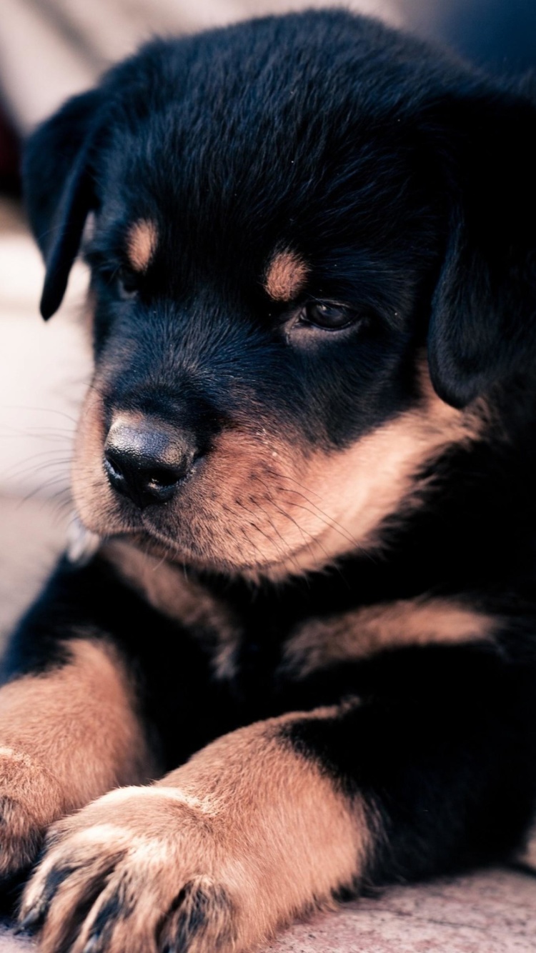 Fondo de pantalla Rottweiler Puppy 750x1334