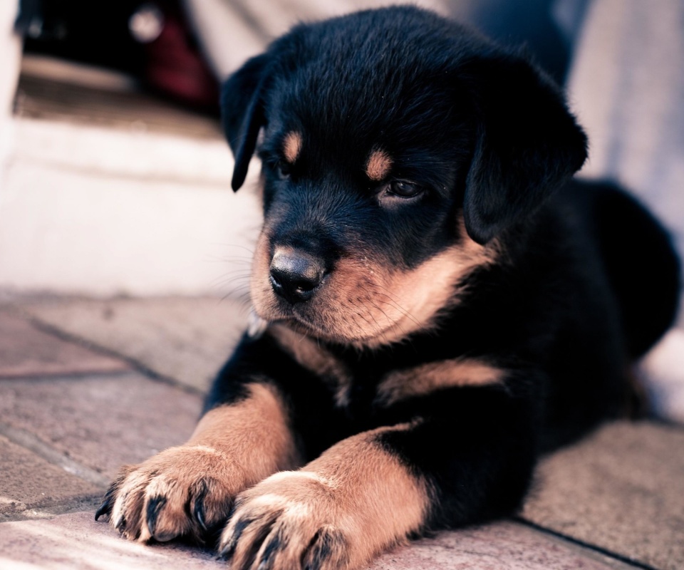 Rottweiler Puppy screenshot #1 960x800