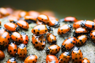 Ladybugs - Obrázkek zdarma pro 960x854