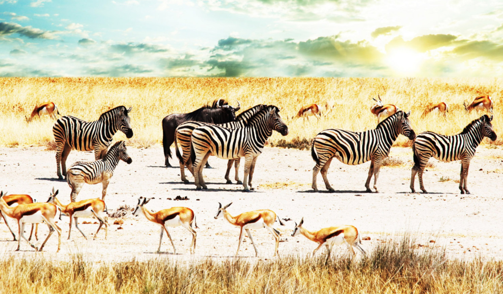 Fondo de pantalla Wild Life Zebras 1024x600