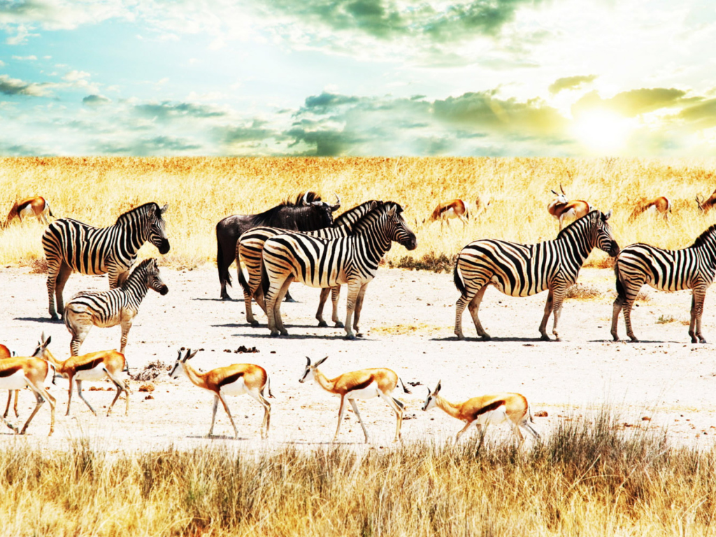 Sfondi Wild Life Zebras 1024x768