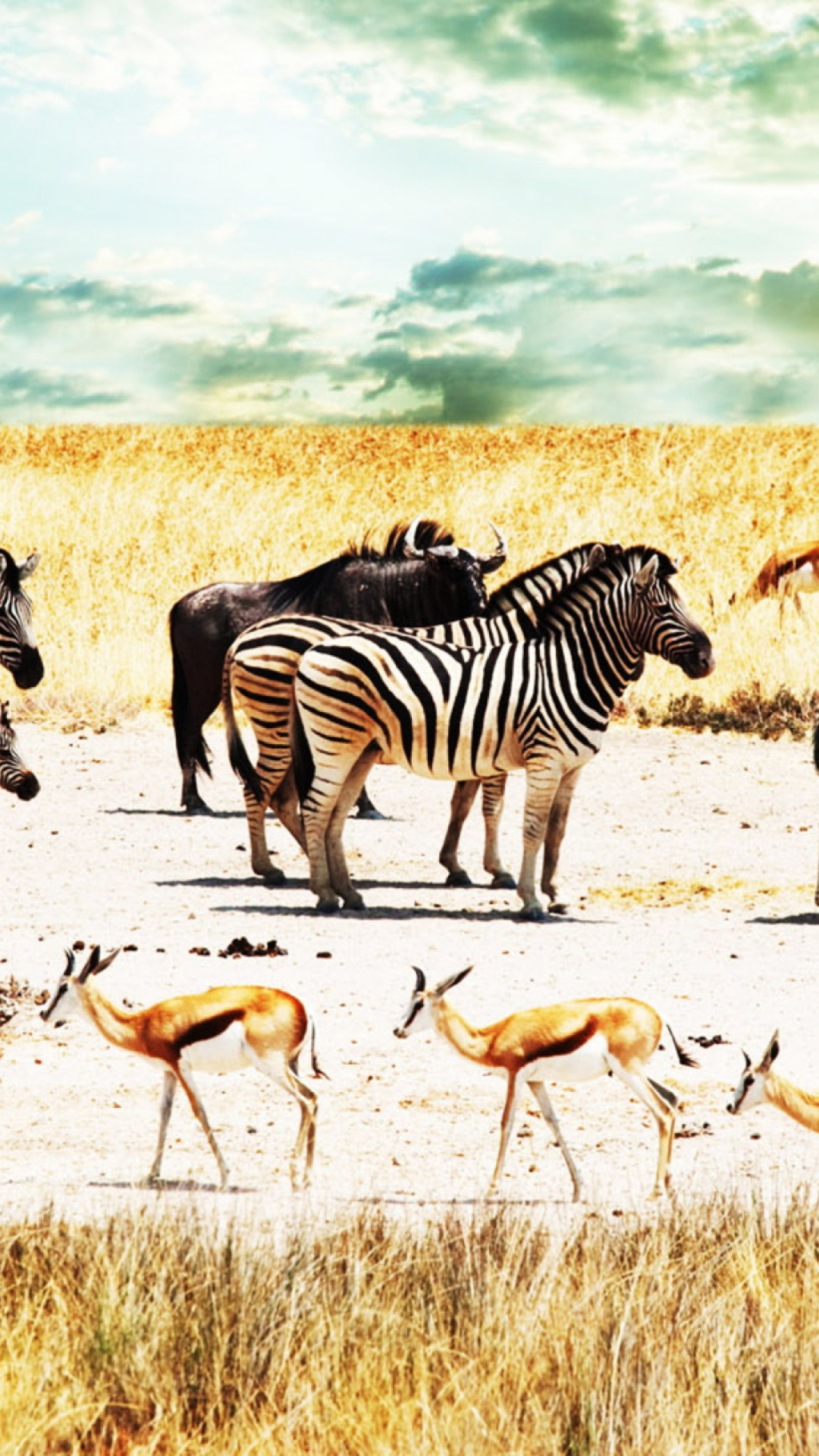 Fondo de pantalla Wild Life Zebras 1080x1920