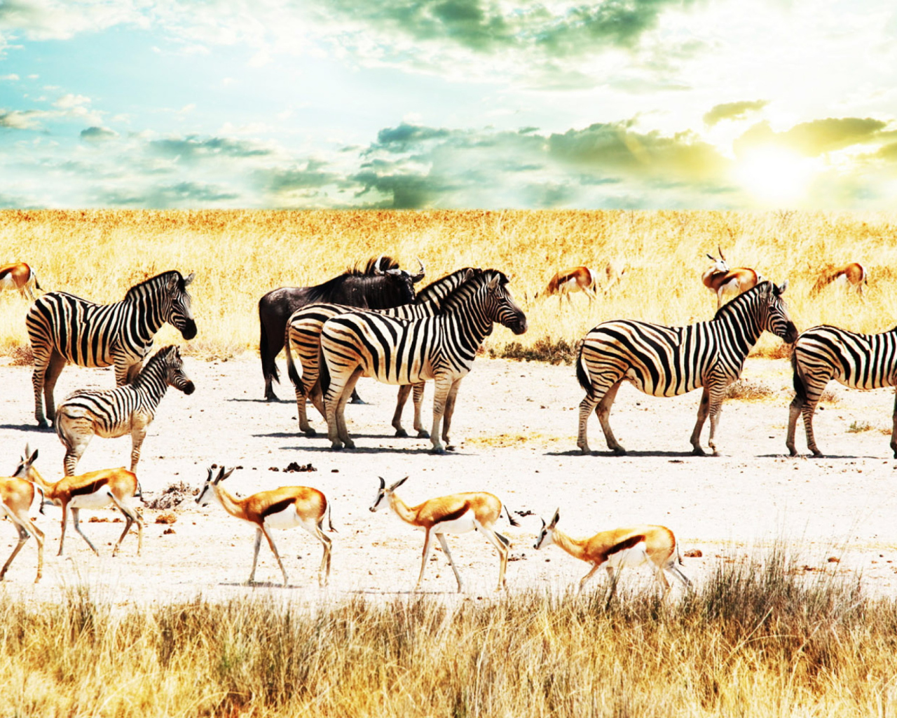 Fondo de pantalla Wild Life Zebras 1280x1024
