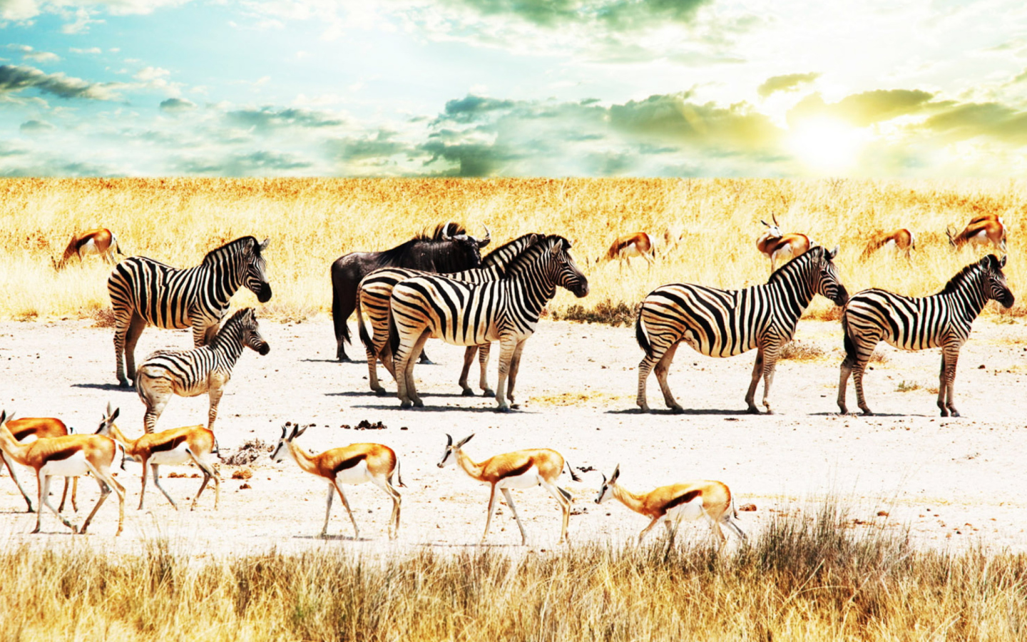 Screenshot №1 pro téma Wild Life Zebras 1440x900