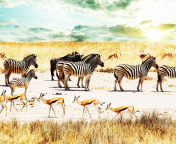Wild Life Zebras wallpaper 176x144