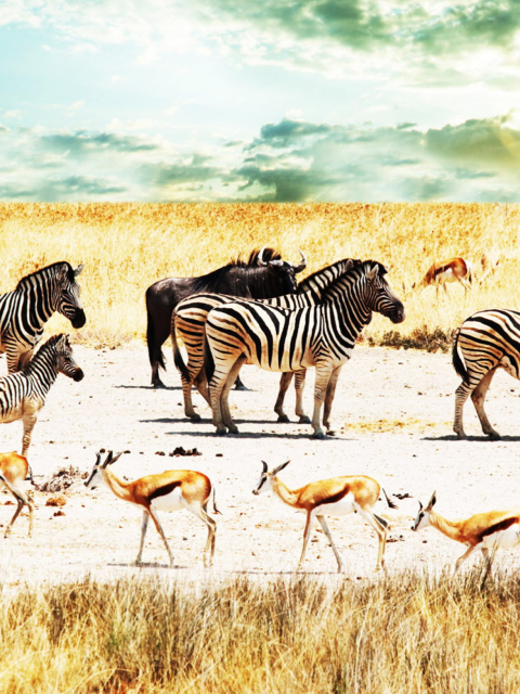 Обои Wild Life Zebras 480x640