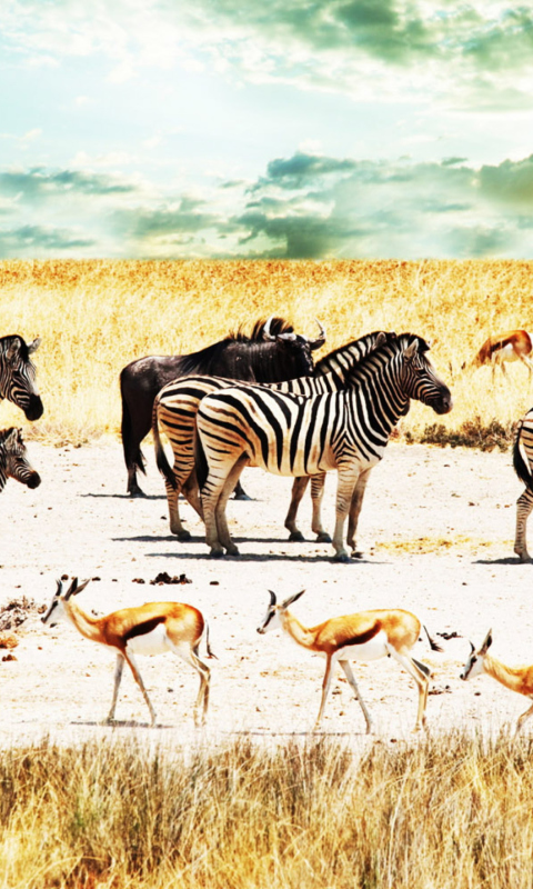 Fondo de pantalla Wild Life Zebras 480x800