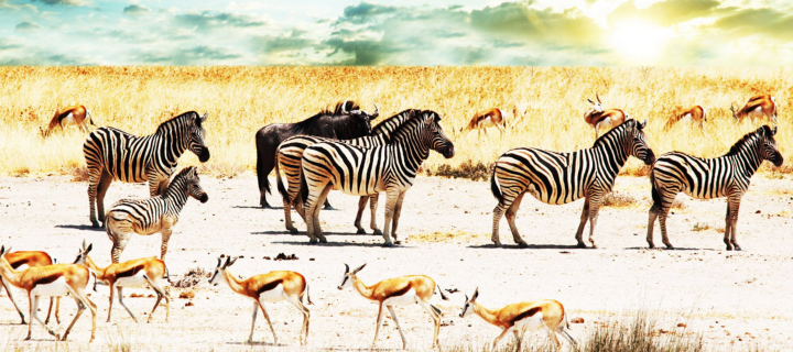Das Wild Life Zebras Wallpaper 720x320