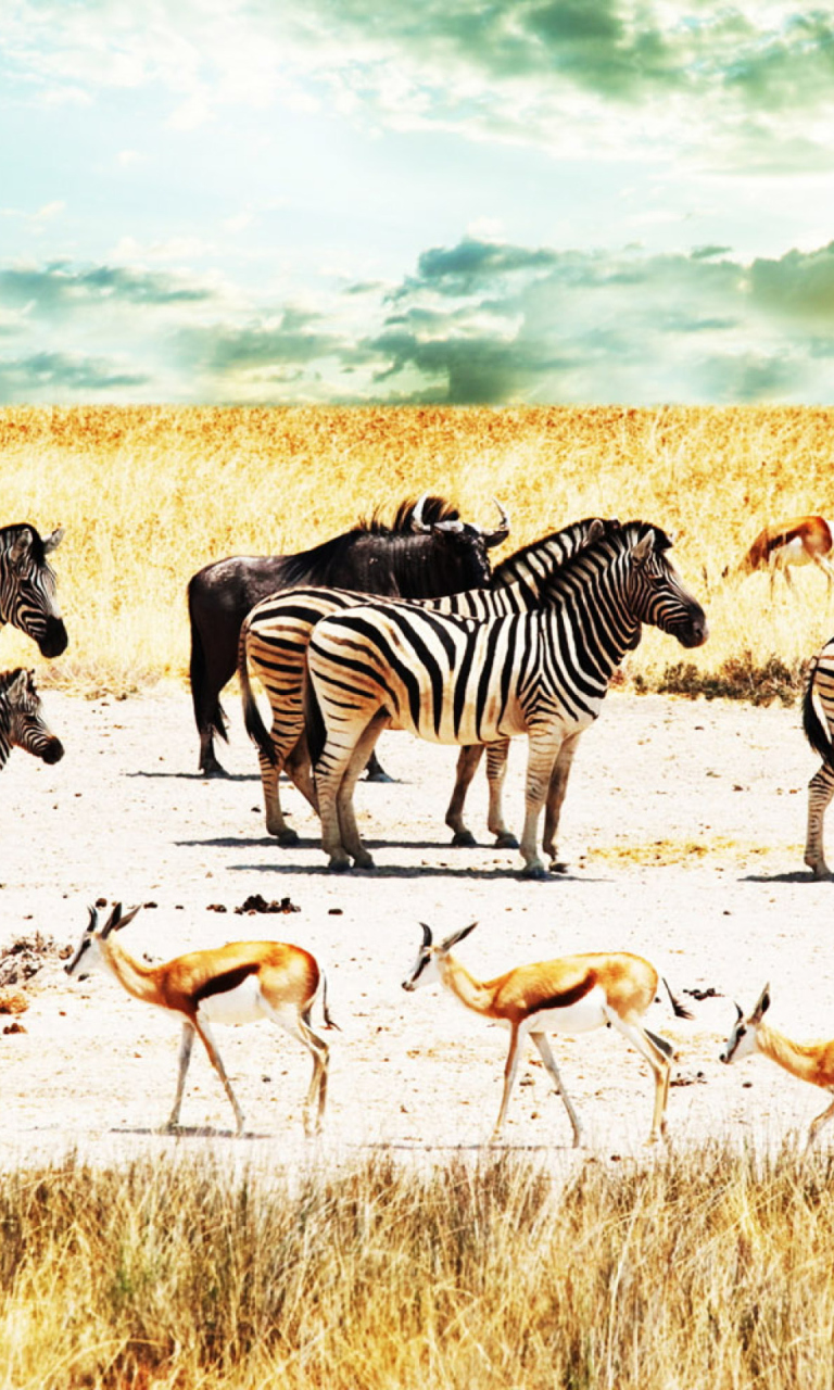 Wild Life Zebras wallpaper 768x1280
