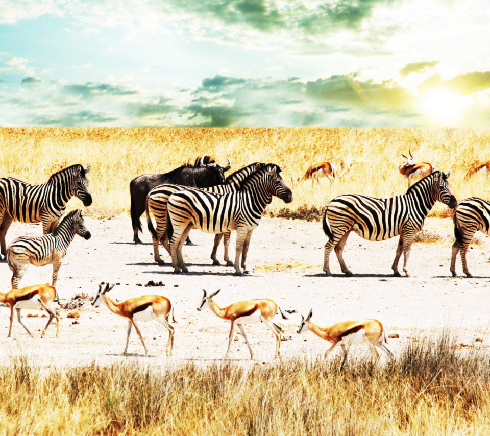Fondo de pantalla Wild Life Zebras 960x854
