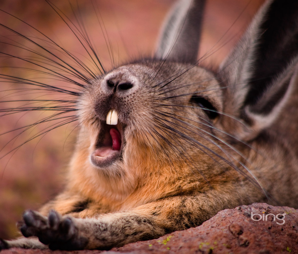 Mountain Viscacha screenshot #1 1200x1024