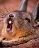 Fondo de pantalla Mountain Viscacha 128x160