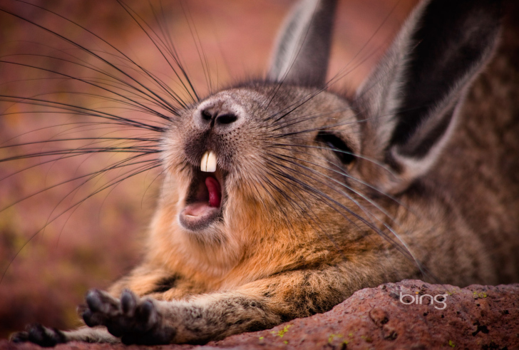 Обои Mountain Viscacha