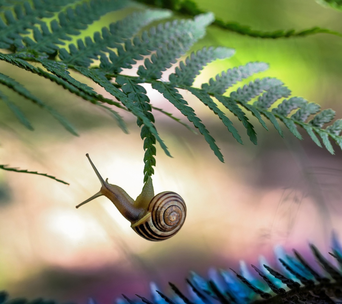 Das Little Snail Wallpaper 1440x1280