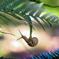 Screenshot №1 pro téma Little Snail 208x208